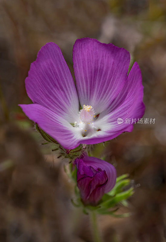 锦葵(Sidalcea diploscypha)是锦葵科开花植物的一种。它是加州特有的，生长在该州中部的林地和山谷中。索诺玛山保护区，索诺玛县，加利福尼亚州